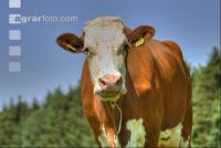 Kuhportrait Fleckvieh 18