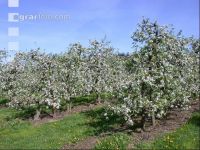 Apfel Blüte 9