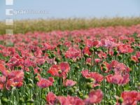 Waldviertel Graumohn 33