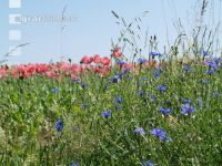Waldviertel Graumohn 27