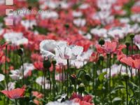 Waldviertel Graumohn 26