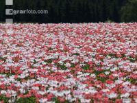 Waldviertel Graumohn 25
