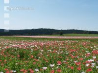 Waldviertel Graumohn 24