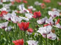 Waldviertel Graumohn 20