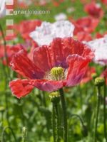 Waldviertel Graumohn 16