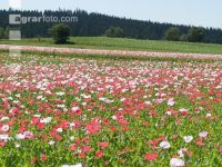 Waldviertel Graumohn 15