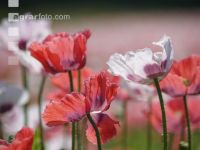 Waldviertel Graumohn 10