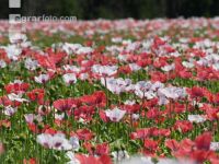 Waldviertel Graumohn 9