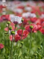 Waldviertel Graumohn 7