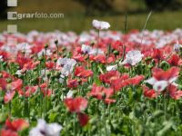 Waldviertel Graumohn 4
