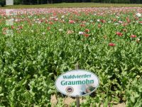 Waldviertel Graumohn 2
