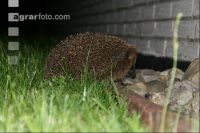 Igel J 1