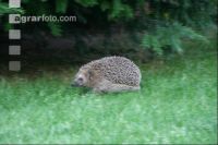 Igel J 2
