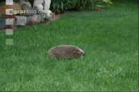 Igel J 3