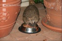 Igel J 4