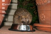Igel J 5
