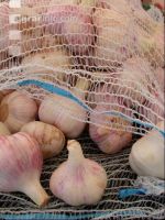 Knoblauch 3