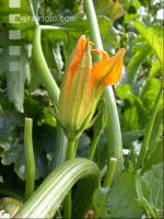 Zucchini 4