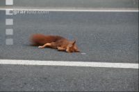 Totes Eichhörnchen J 1