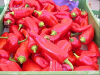 Paprika 8