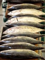Thunfisch 2