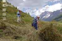 Alm Heuarbeit 18