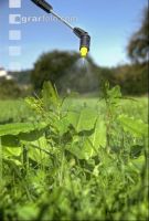 Ampfer spritzen 5