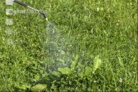 Ampfer spritzen 7