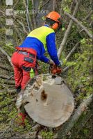 Baum ausasten 4