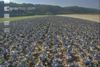 Blaukraut Hagel 1