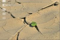 Siltation 2