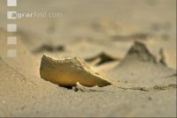 Siltation 7