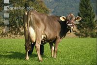 Braunvieh Weide 5