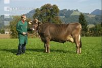 Braunvieh Weide 6