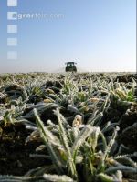 Gerste Gülle Frost 7