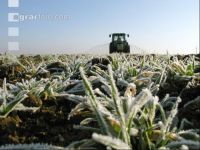 Gerste Gülle Frost 8