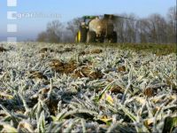 Gerste Gülle Frost 4