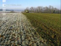 Gerste Gülle Frost 3