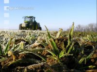 Gerste Gülle Frost 2