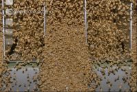 Grain cleaner 6