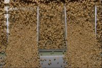 Grain cleaner 5