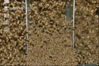 Grain cleaner 4