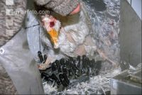 Gänse schlachten 7