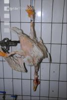 Gänse schlachten 8