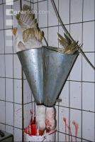 Gänse schlachten 9