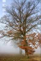 Baum Herbst 5