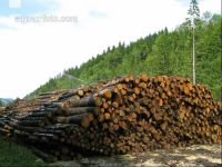 Holz Nasslager 1