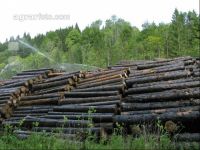 Holz Nasslager 2