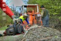 Holzbringung 15