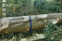 Holzbringung 11